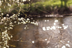 one fine day in Norfolk springtime