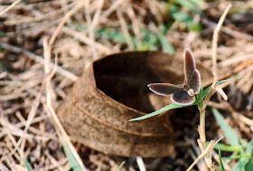 brown butterfly