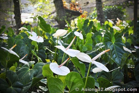 _DSC0666Asiong32