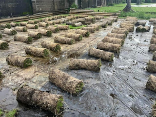 Australian Grass Carpet
