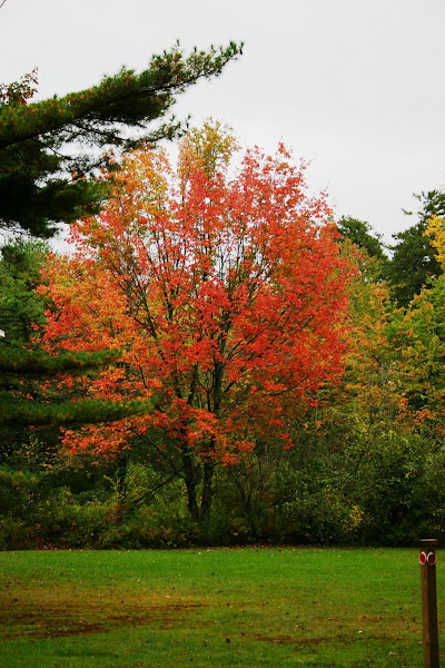 First Glance of Fall, October 2007