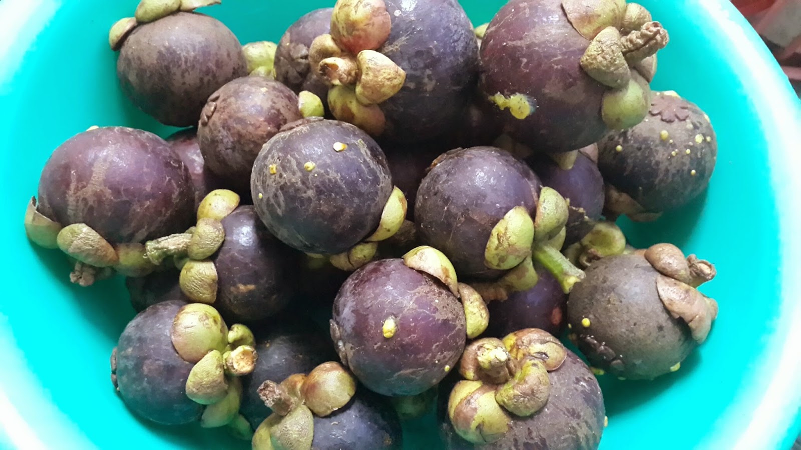  WARNA  NOSTALGIA Kisah Buah  Manggis 