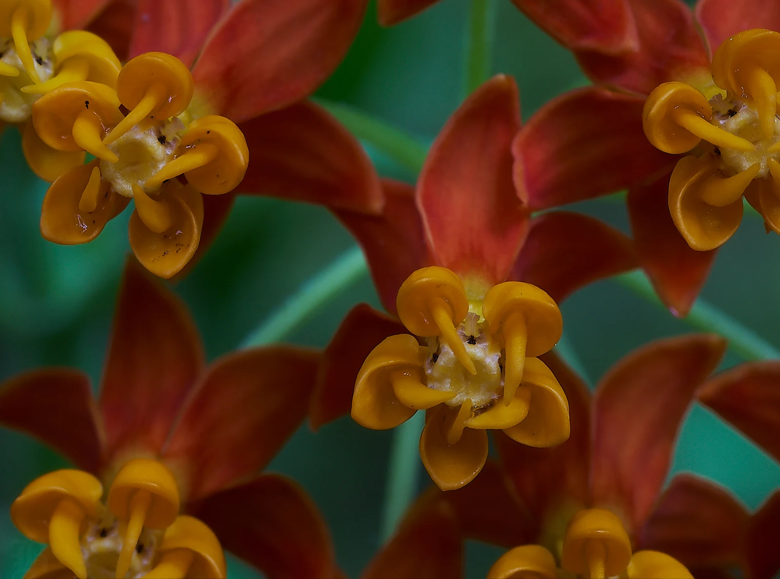 Continuing to explore the camera's potential. A close-up/macro of the milkweed.