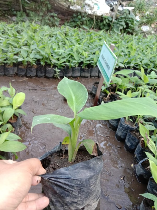 jual bibit buah pisang cavendish original kualitas baik bisa ditanam di kebun Manado
