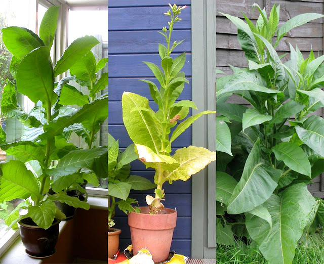 Tobacco plants in pots and in the ground.