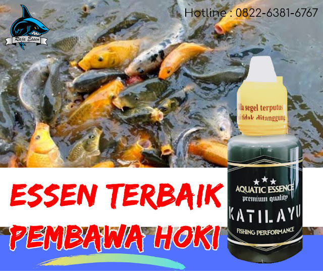 https://rajaessentsm.blogspot.com/2019/07/essen-oplosan-katilayu-ikan-mas-paling-jos.html