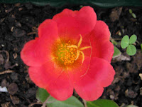 Portulaca+oleracea Flower+red Τα άγρια φαγώσιμα χόρτα της Ελλάδας!