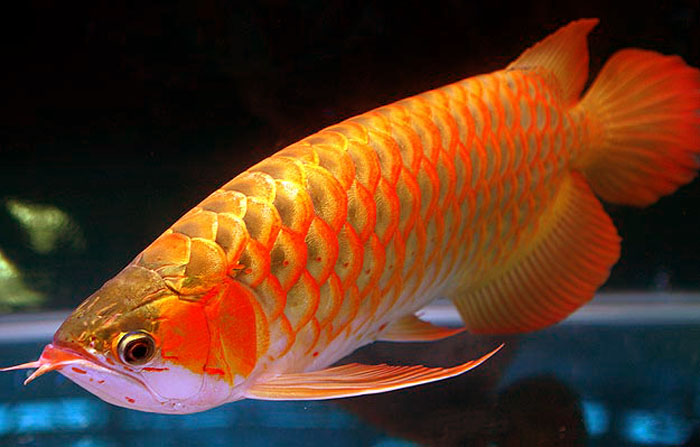 Life under the blue water Arowana The Royal aquarium fish 