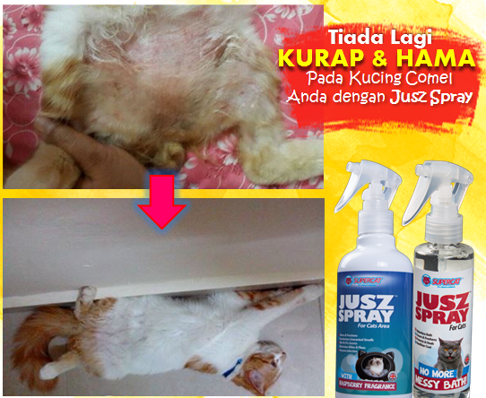 Papameow 5 Produk Wajib Untuk Kucing Kesayangan Anda