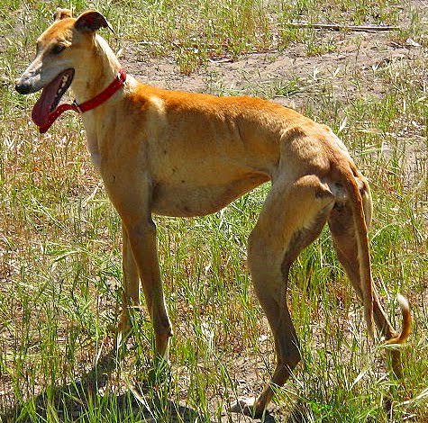 espanol spanish galgo or spanish greyhound is an ancien