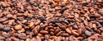 cocoa beans distributor