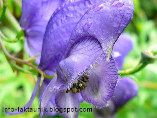 Aconitum napellus di info-faktaunik.blogspot.com