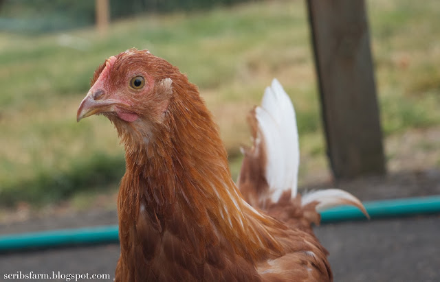 16 week pullet