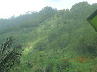 Bukit Perpohonan Pines