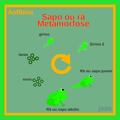 Uma imagem contendo o ciclo da metamorfose do sapo e da rã no crescimento