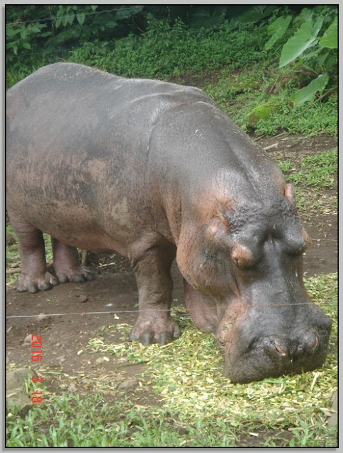 Cerita Liburan Ke Taman Safari Prigen