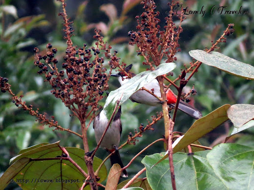 Red-whiskered bulbul - Pycnonotus jocosus
