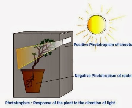 Phototropism - Response of the plant to the direction of light