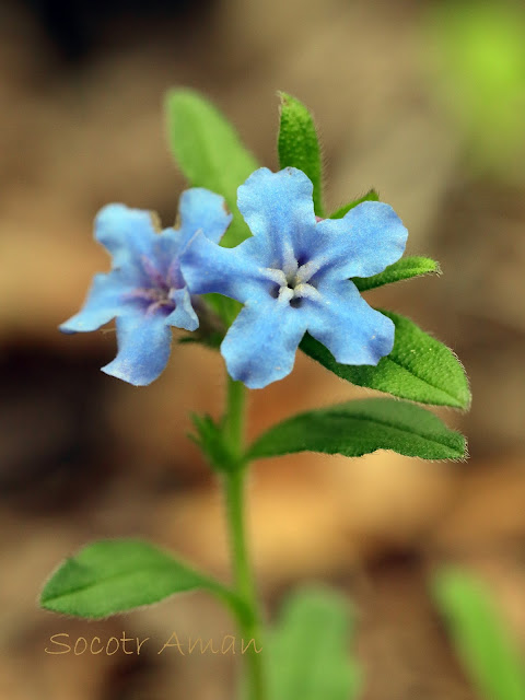 Lithospermum zollingeri