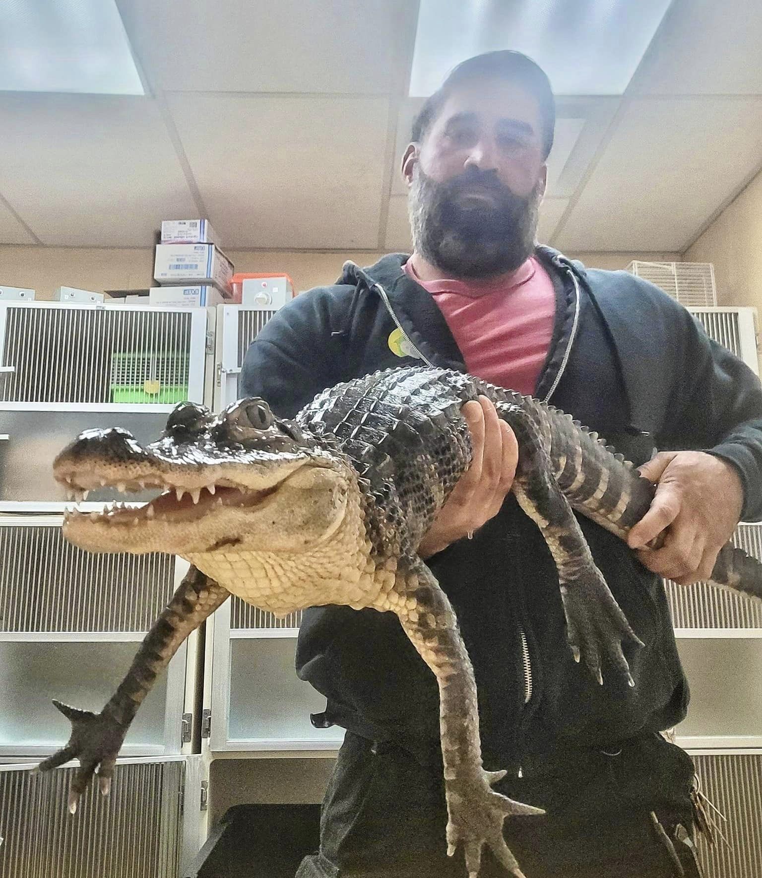 Alligator Abandoned By Its Owner in New Jersey