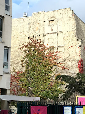 Pinkish green vine on stone walls of buildings in Paris