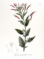 Desenhos de Plantas de Johann Baptist Emanuel Pohl