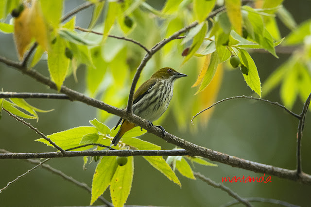 Yellow-vented flowerpecker