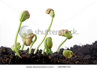 germinating-seed