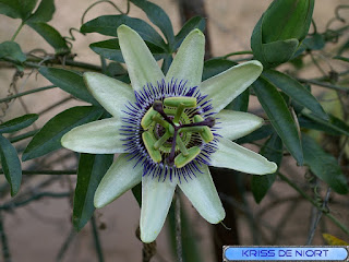 Passiflora sp - Passiflores - Fleurs de la passion