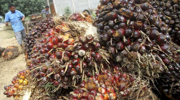 SAFAHAD - Serikat Petani Indonesia (SPI) mengeluhkan harga tandan buah segar (TBS) kelapa sawit anjlok hingga 50 persen usai Presiden Joko Widodo (Jokowi) melarang ekspor CPO.