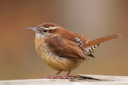 A Wren
