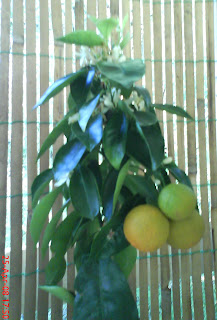 Lemon tree in april 2008  - Bear's Lime_variety