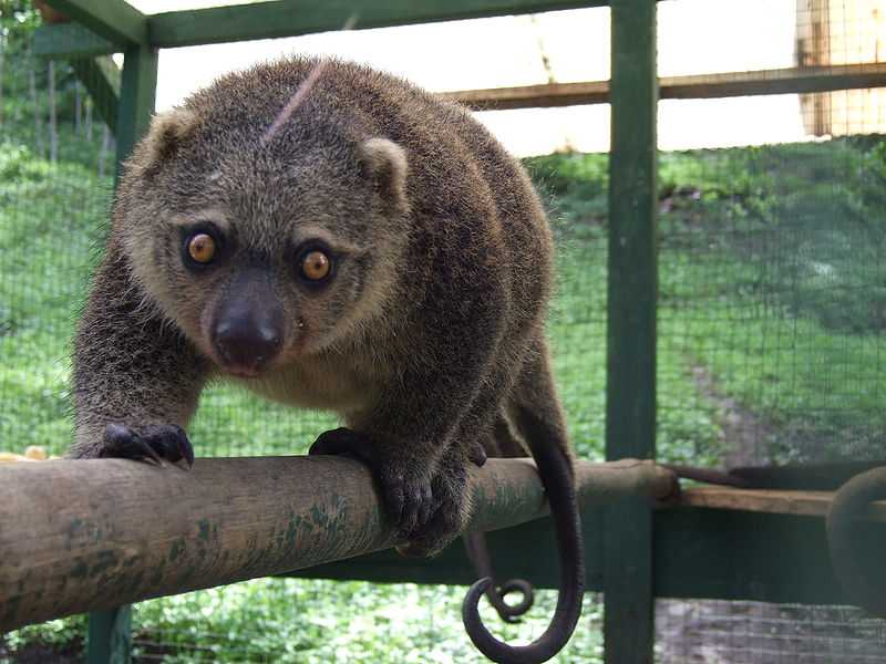 Indonesian Native Animals