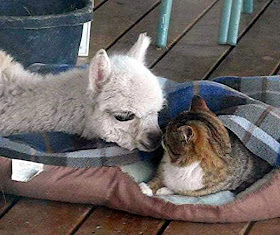 foto persahabatan seekor alpaca dan sepasang kucing 01