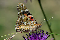 Vanessa cardui