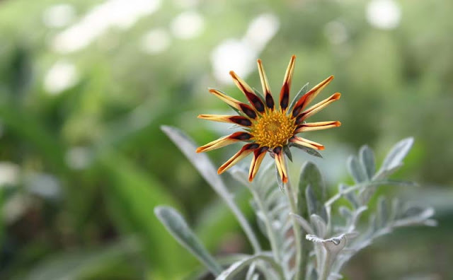 Gazania Flowers Pictures