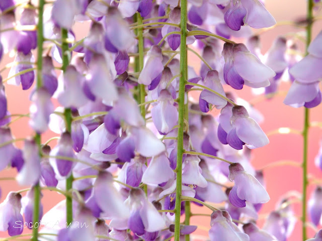 Wisteria floribunda