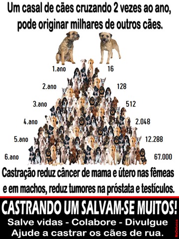 caes_castracao02