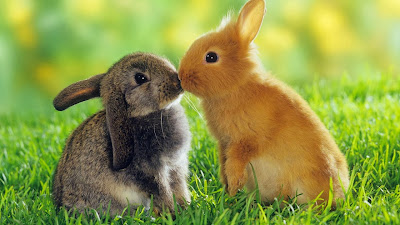 Cute Pics Rabbit Kiss