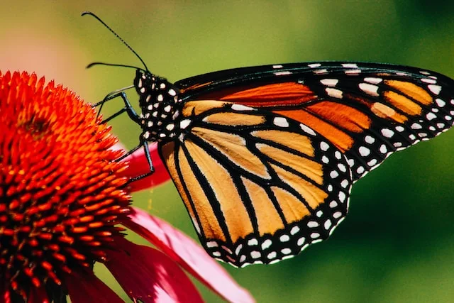 picture of a monarch butterfly