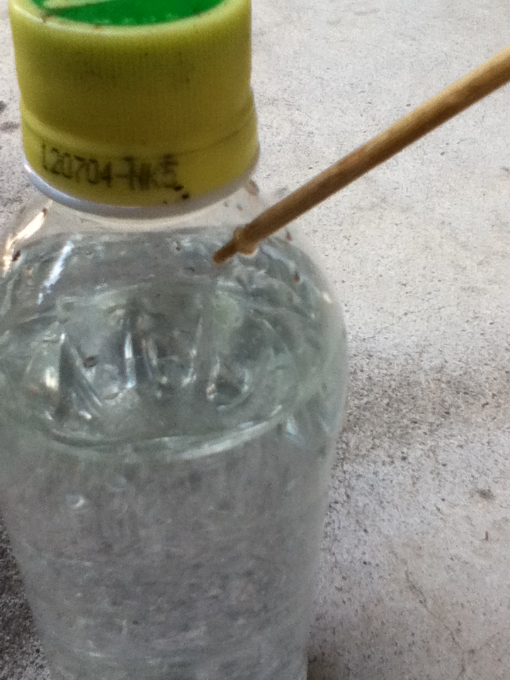 ペットボトルで留守中の水やり 某氏の猫空 ペットボトルで留守中の水やり 某氏の猫空