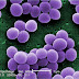 Study suggests new strategies to stop spread of Staph infections