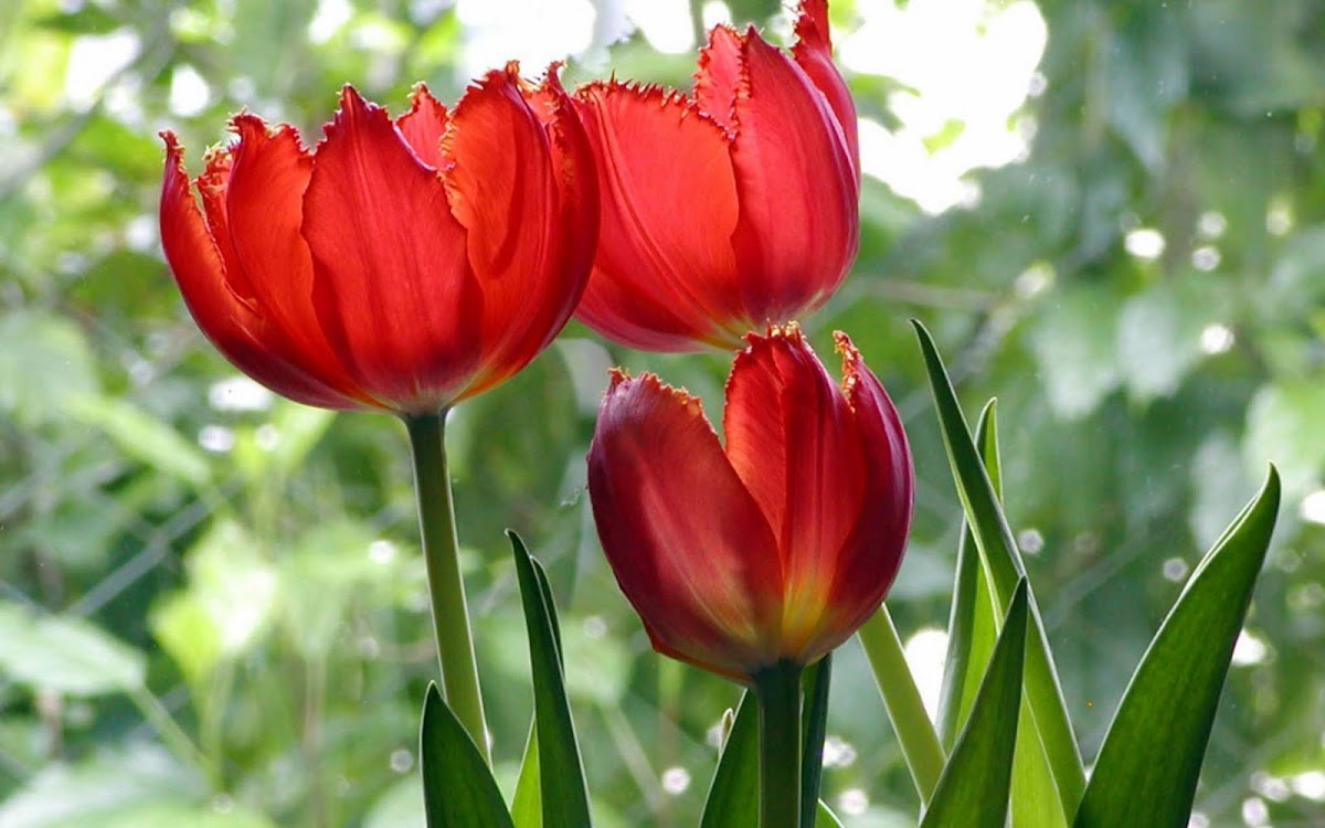 Beautiful Tulip Widescreen Wallpaper 2