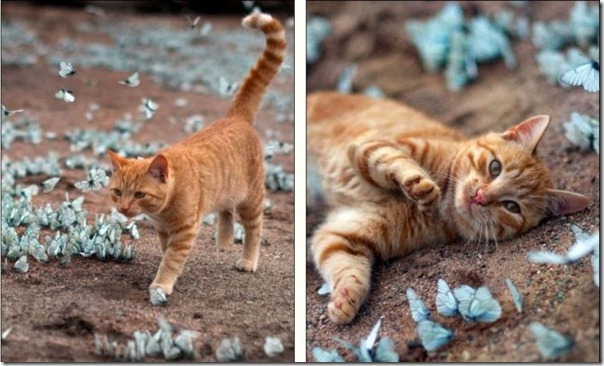 Gato brincando com borboletas (4)