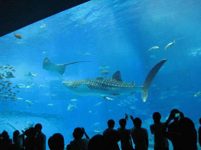 沖縄　美ら海水族館