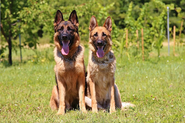 shepherd-dog-breeds