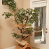 Unique Cat Tree House Design from Pet Tree House with Real Trees