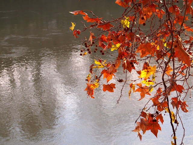 Rome Tiber water and orange leaves