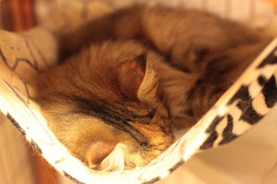 Tokyo's Cat Cafe Seen On  www.coolpicturegallery.us