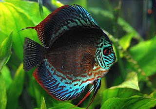 Discus Fish - The King of Aquarium